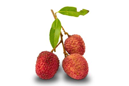 Group  lychee , litchi chinensis,  leaves on white backgroundの写真素材