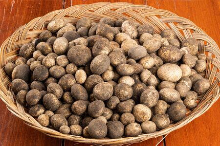 Freshly harvested natural musroom Hygroscopic earthstar from the soil in the forest collect in a bamboo basket on the wooden floor.の写真素材