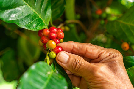 Senior farmer hand check a red coffee fruits on a branch of coffee tree.