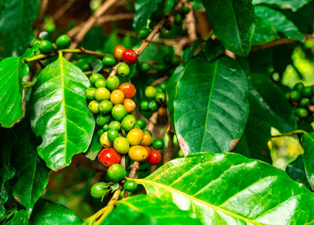 Bunches of red and green arabica coffee fruit on branches of coffee tree. The coffee tree are small...