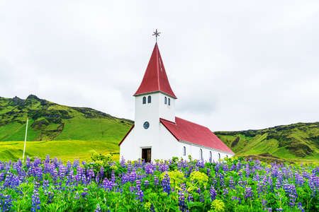 View of Reyniskirkja church on the top of mountain surrounded by blooming Nootka Lupine flowers in...