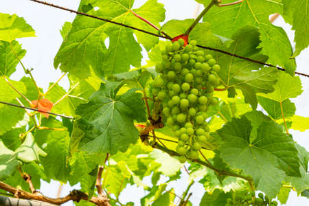 Bunch of growing grapes on a vine. View of ripening grapes in a vineyard in the rural of Thailand.