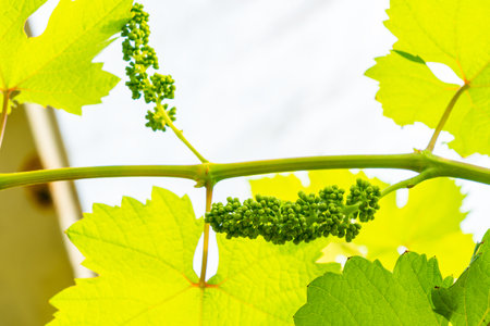 Growing grapes collection. Grape flower bud on a vine. Young green grape flower bud hanging on a vine in a vineyard.の写真素材