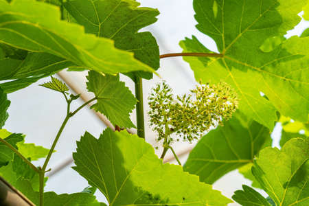 Grapes flowers being transform into berries hanging on a branch of vine in summer season with green...