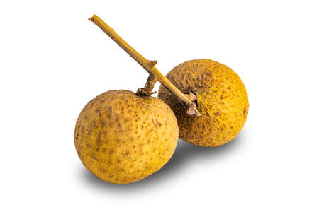 Ripe fresh longan fruit with stalk isolated on white background with clipping path.