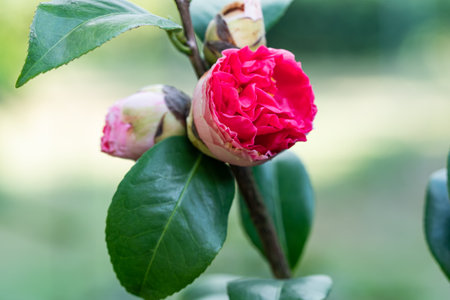 Closeup view of beautiful blooming red camelia flowers or camellia flowers with green leaves in spring.の写真素材