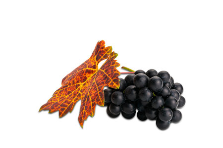 Side view bunch of ripe purple black grapes with colorful leaf isolated on white background with clipping path.の写真素材