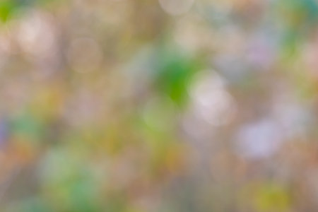Colorful abstract blurred bokeh background of leaves and branches of trees at the teak forest in the evening.の写真素材
