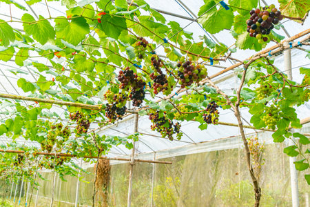 Row of colorful growing grapes with green leaves hanging on branches of the vine in a greenhouse.の写真素材