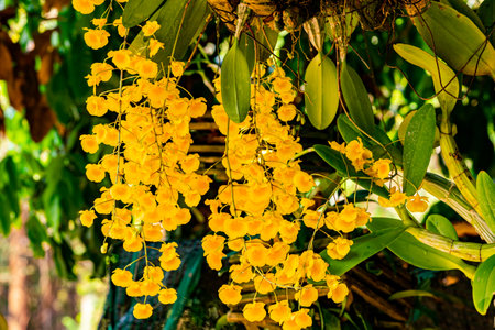 Bunch of blooming yellow orchid flowers or Dendrobium lindleyi Steud or Honey fragrant flowers. The flowers blooming in summer season of Thailand.の写真素材
