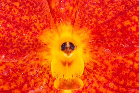 Extreme closeup of blooming orange Ascocentrum hybrid orchid flower with texture of petals in tropical southeast asia.の写真素材