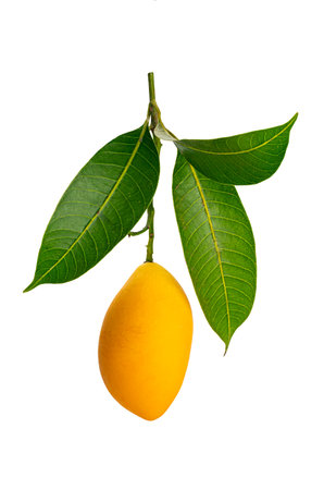 Single ripe sweet yellow marian plum or Bouea macrophylla griffith or maprang or mayongchid with...