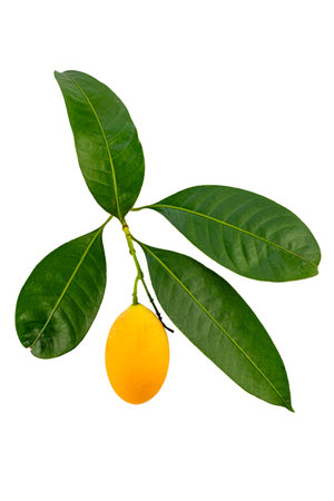 Ripe sweet yellow marian plum or Bouea macrophylla griffith or maprang or mayongchid with green...