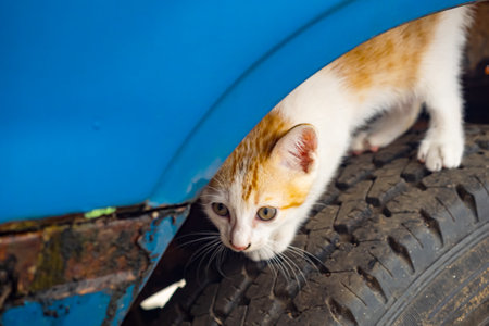 Small cute tabby yellow and white kitten playing standing on dirty car tire under a wing of car...