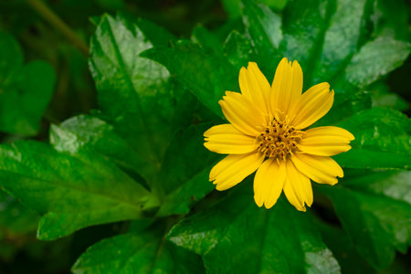 Top view of blooming little yellow star flower with green leaves in the background. Little yellow star flower or Bay Biscayne creeoing-oxyye or marigold Singapore daisy or creeping-oxyye or tralling daisy or wedwlia, the Binomial name is Sphagneticola triobata.の写真素材
