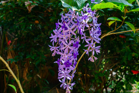 Bunch of blooming Purple Wreath flowers or Sand Paper Vine flowers in the vine.