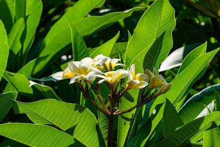 Bunch of fresh white and yellow frangipani or plumeria flowers in sunlight on the tree.の写真素材