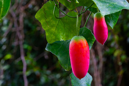 Closeup view of ripe red ivy gourd or scalet gourd (Coccinia grandis) fruit with green leaf hanging...