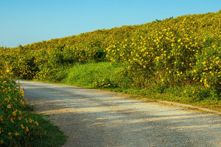 Blooming yellow flowers, Tree Marigold flowers, Mexican sunflowers, Nitobe chrysantimum or Tithonia...