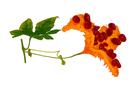 Side view of single ripe Bitter Gourd with red seeds, green leaves, branch and  tendril isolated on white background.の写真素材