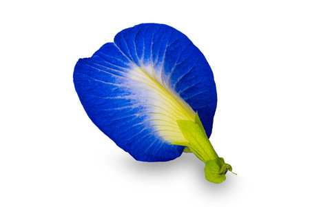 Closeup rear view of blooming single blue butterfly pea flower or Clitoria ternatea flower isolated on white bacjground with clipping path.の写真素材