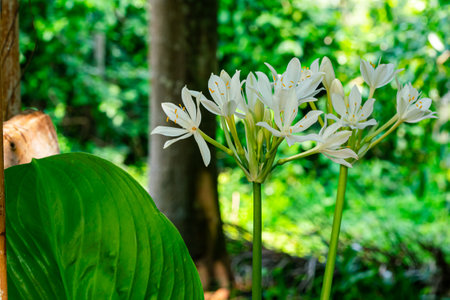 The blooming white Brisbane Lily flowers and green leaf in rainy season.の写真素材