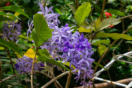 Bunch of blooming Purple Wreath Flowers or Petrea vulgaris or queens wreath or sandpaper vine with green leaves.の写真素材