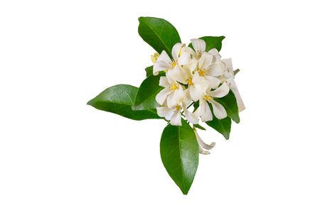 Bouquet of Orange Jasmine flowers or Murraya paniculata or China Box or Mock Orange isolated on...