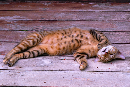 A cute spotted brown cat is sleeping on the floor of a house terrace.