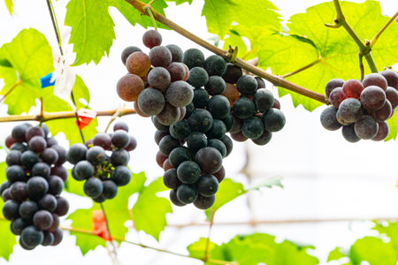 Bunches of ripe wine grapes hanging in the vine with green leaves.の写真素材