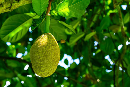 Unripe young jackfruit or nangka or Artocarpus heterophyllus hanging at the branch of jackfruit tree in rainy season.の写真素材