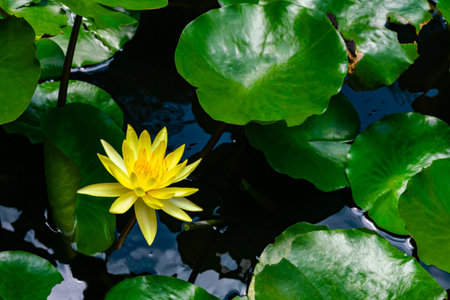 Blooming beautiful yellow lotus flower and green leaves in the lotus pond in sunny day.の写真素材
