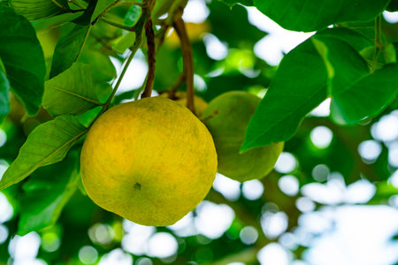 Closeup of ripe santol or sentul or cotton fruit hanging in the santol tree in rainy season.