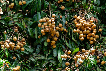 Bunches of longans or Dimocarpus longan with leaves hanging in a tree.の写真素材