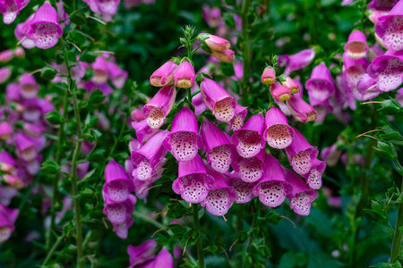 Pink Foxglove or Digitalis purpurea flowers blossoming in flowerbed of the botanical garden.の写真素材