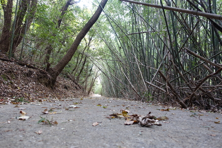 a winter path in a bamboo forestの写真素材