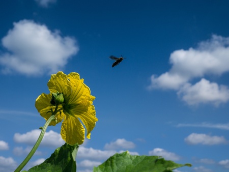 A bee and a flower in the blue skyの写真素材