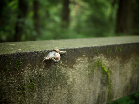 A snail and a slugの写真素材
