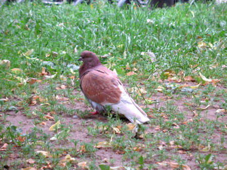 Dove stands in the grassの写真素材