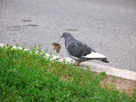 A pigeon holding a leaf in its beakの写真素材