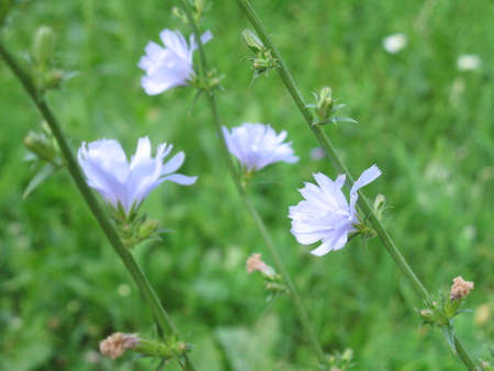 Flowers in the grass close up