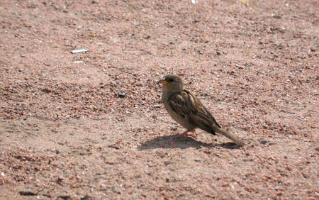A sparrow stands on the path in the parkの写真素材