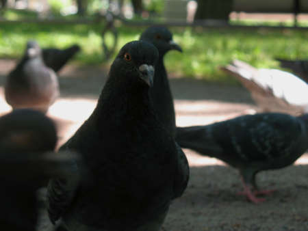 Pigeons on the path in the parkの写真素材