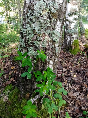 Moss on the trunk of birch and cloverの写真素材