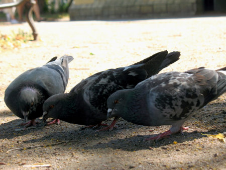 Pigeons peck grain in the parkの写真素材
