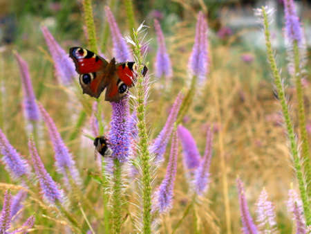 A butterfly sitting on a lavender flowerの写真素材