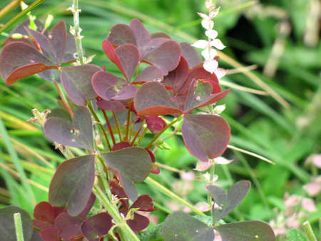 Reddish clover growing in the gardenの写真素材