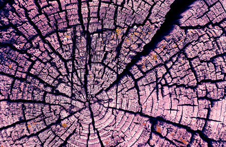 Cross-section of the old tree. background of wooden plank texture wall with selected tone color. Abstract background of an old wooden wall with a bright texture. paint ultravioletの写真素材