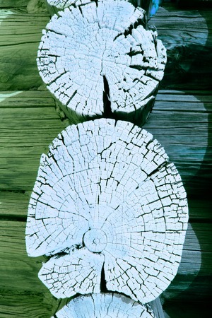 Cross-section of the old tree. background of wooden plank texture wall with selected tone color. Abstract background of an old wooden wall with a bright texture. paint watercolor pastelの写真素材