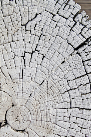 The old wood texture with natural patterns. Cross-section of the old tree. Abstract background of an old wooden wall with a bright texture. paint watercolor pastelの写真素材